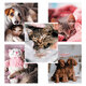 Pets