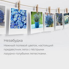 Набор для выращивания растений МАГИЯ ЦВЕТОВ, &laquo;Незабудка&raquo; (горшок, грунт, семена), mf-006